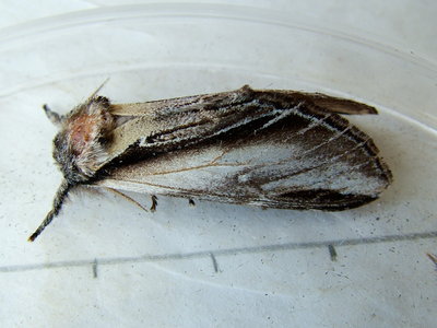 Swallow Prominent